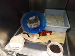 -伟伟宠物医院·瑞派猫友好医院·猫科(光谷店)