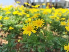 -光明小镇欢乐田园