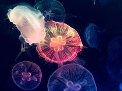 -烟台海昌鲸鲨海洋公园