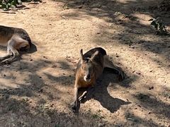 -石家庄市动物园