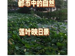 -四海公园(南山区)