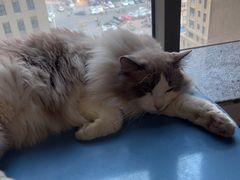 -猫爪屋猫咖(乐汇城店)