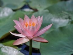 -中国科学院华南植物园