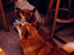 -柴犬高等学院·狗咖·柴犬售卖·宠物训练