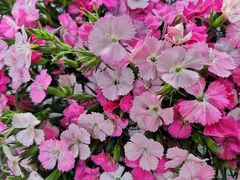 -秦美花卉(天朗·莱茵小城2期店)
