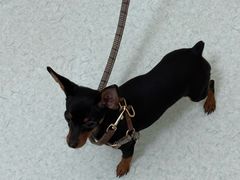 -汪喵宠物医院·骨科心脏影像·犬猫急重症ICU诊疗中心(成华分院)