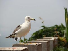 -海驴岛(荣成市)