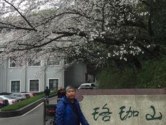 -武汉大学-樱园