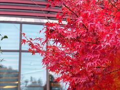 -上海市保健医疗中心