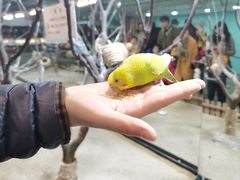 -上海大自然野生昆虫馆(东方明珠·爬宠昆虫探索中心)