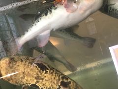 -天正河鲀·河豚亭(大连店)