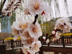 -莲花池公园