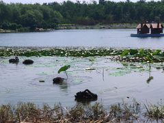 -长春市南湖公园