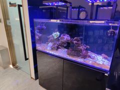 -1013 PET SHOP精品宠物商店(丁香店)
