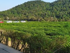 -中国茶叶博物馆(双峰馆区)