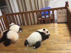 -成都大熊猫繁育研究基地-熊猫厨房