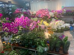 -大自然花鸟鱼虫市场