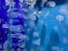 -厦门海底世界