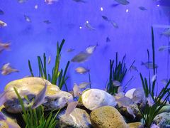 -上海海洋水族馆