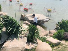 -荷兰花海