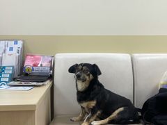 -美联众合动物医院·24h转诊中心