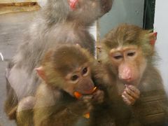 -西安秦岭野生动物园