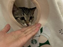 -瑞鹏宠物医院·骨科·猫科·内科(第一中心)