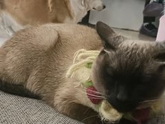 -平行世界·猫咖(首经贸店)