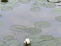 -花果园湿地公园