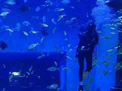 -哈尔滨波塞冬海底世界