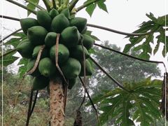 -云溪植物园