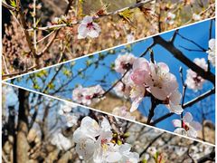 -北京凤凰岭