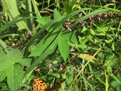 -碓臼峪自然风景区