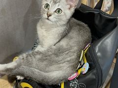 -楼上猫咖(罗湖店)
