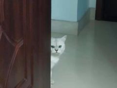 -柚子猫舍·精品猫舍购猫·猫咪认养·购宠·宠物店