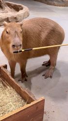 -Zoolung Zoolung动物主题公园(海信广场店)