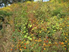 -鲁山国家森林公园