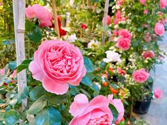 -双季花艺园艺市场(浦东店)