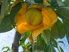 -老袁家蜜桃农场·阳山水蜜桃