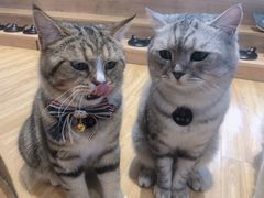 -啵啵喵·猫咖(攀华国际店)