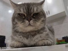 -喵园·猫主题咖啡厅·撸猫·猫咖(国贸店)