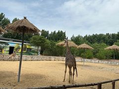 -北京野生动物园