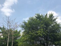 -八仙山公园