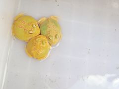 -哈尔滨道外花鸟鱼市场