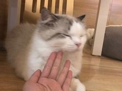 -滚猫咖啡·猫咖·猫友好撸猫(未来城店)