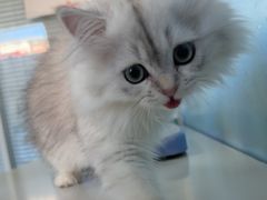 -瑞派福兴宠物医院犬猫全科·骨科·中西医结合(河东店)