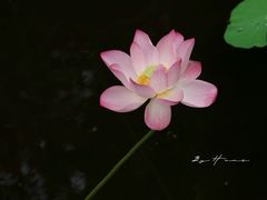 -荔湾湖公园