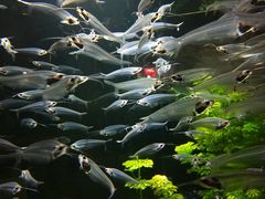 -迪拜水族馆及水下动物园