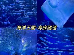 -海合安武汉极地海洋公园