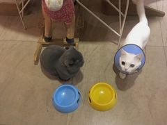 -猫咖时代(中山亭店)